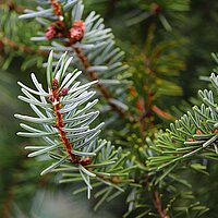 Weihnachtsbaumverkauf beim Turmblasen am 7. Dezember 2024