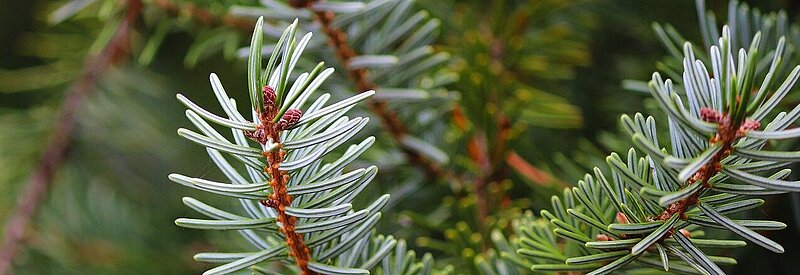 Weihnachtsbaumverkauf beim Turmblasen am 6. Dezember 2025